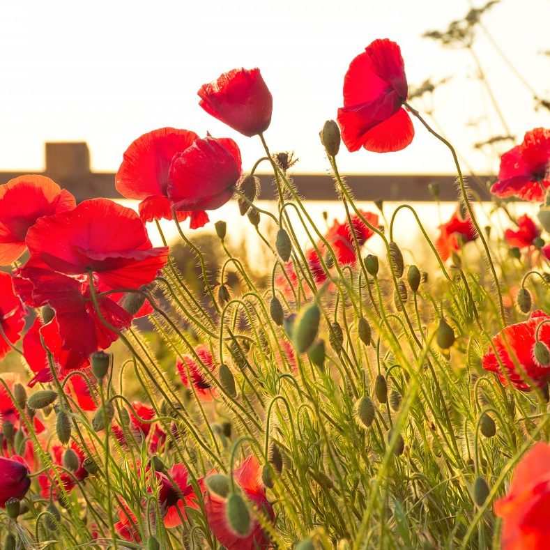 norwich-poppies